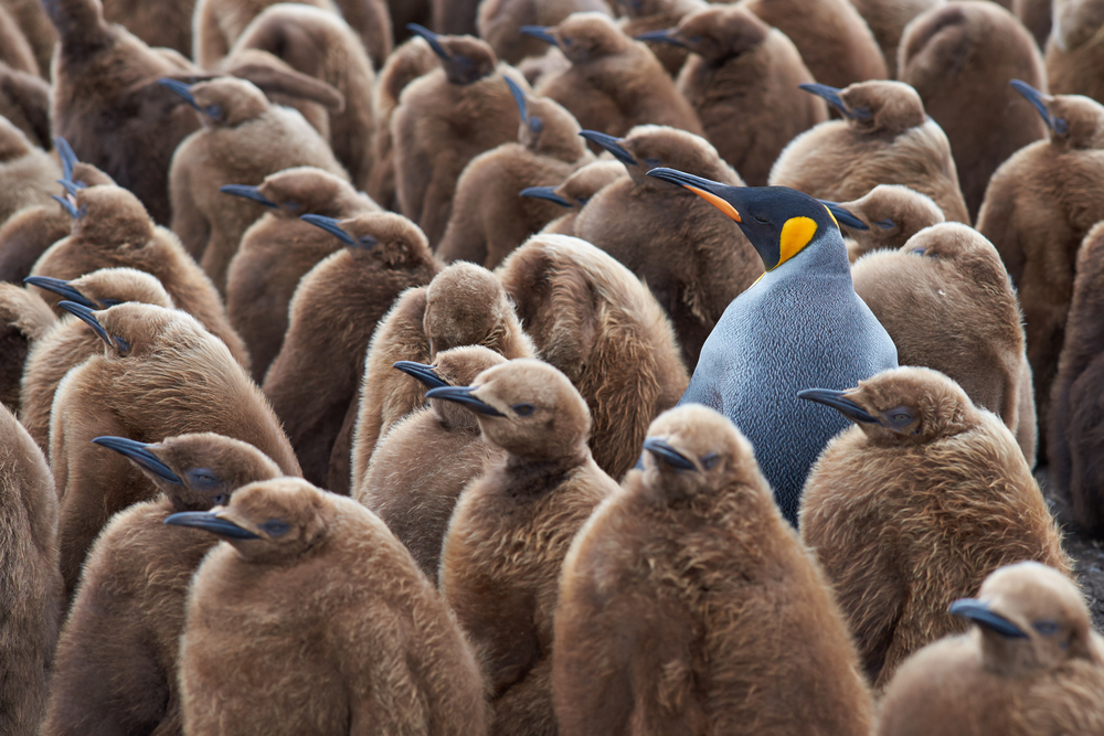 Stand out in a crowd